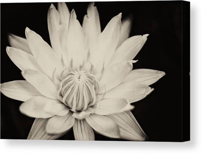 Art Canvas Print featuring the photograph Lotus flower #5 by U Schade