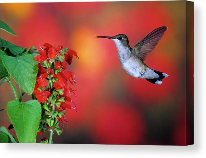 Archilochus Colubris Canvas Print featuring the photograph Ruby-throated Hummingbird (archilochus #5 by Richard and Susan Day
