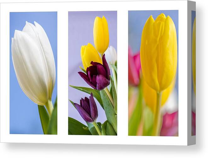 Nature Canvas Print featuring the photograph Tulips #5 by Paulo Goncalves