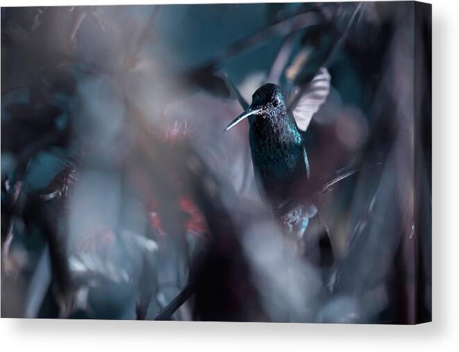 Bird Canvas Print featuring the photograph 50 Hz by Fabien Bravin