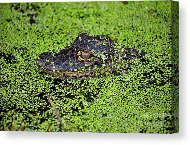 Alligator Hatchling Canvas Print featuring the photograph 6- Alligator Hatchling by Joseph Keane