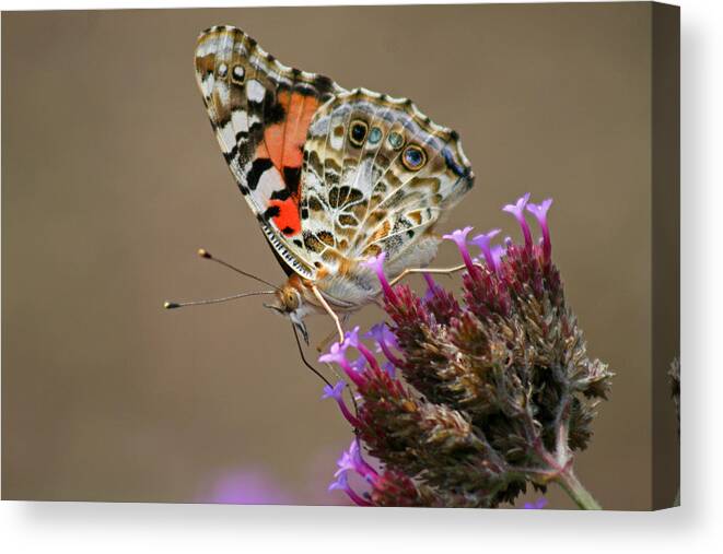  Canvas Print featuring the photograph American Painted Lady Butterfly #6 by Karen Adams