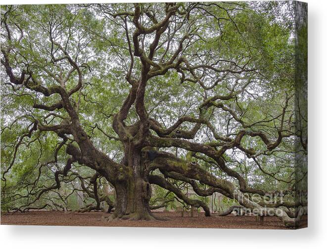 Angel Oak Tree On Johns Island Sc Canvas Print featuring the photograph SC Angel Oak Tree by Dale Powell