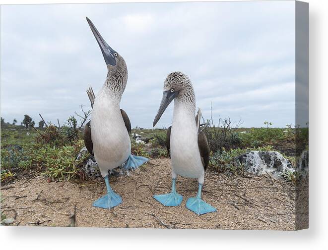 531676 Canvas Print featuring the photograph Blue-footed Booby Courtship Dance by Tui De Roy