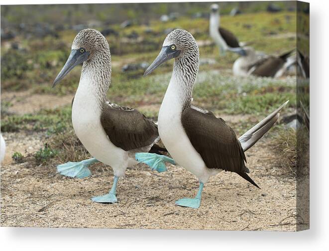531698 Canvas Print featuring the photograph Blue-footed Booby Pair Courting by Tui De Roy