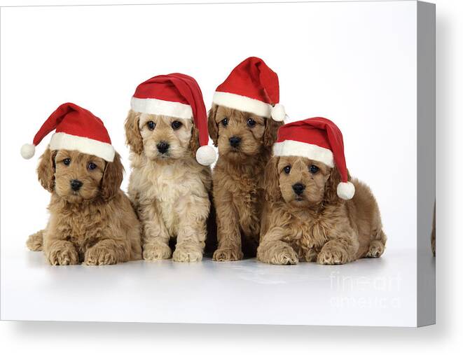 Dog Canvas Print featuring the photograph Cockapoo Puppy Dogs #6 by John Daniels