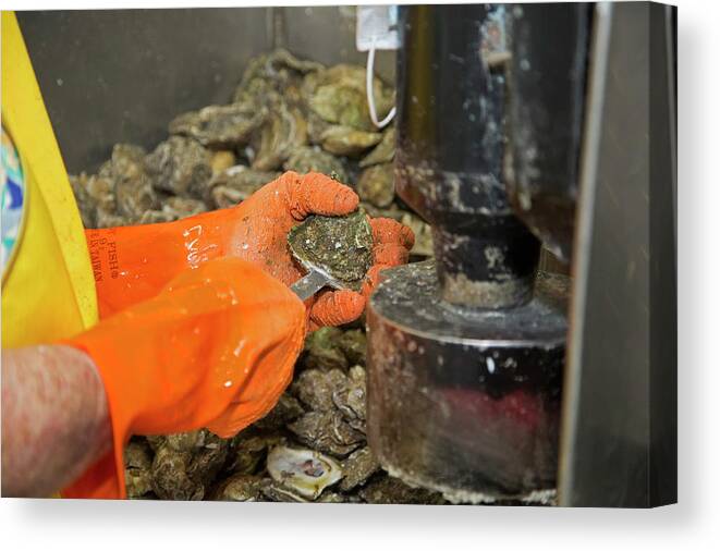 American Oyster Canvas Print featuring the photograph Commercial Oyster Processing #6 by Jim West