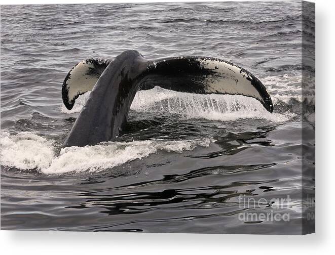 Megaptera Novaeangliae Canvas Print featuring the photograph Humpback Whale #6 by Ron Sanford