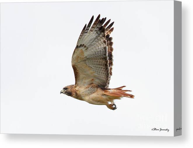 Red Tail Hawk Canvas Print featuring the photograph Red Tail Hawk #6 by Steve Javorsky