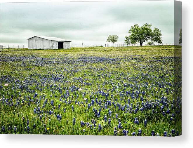 Texas Wildflowers Canvas Print featuring the photograph Texas Bluebonnets 6 by Victor Culpepper