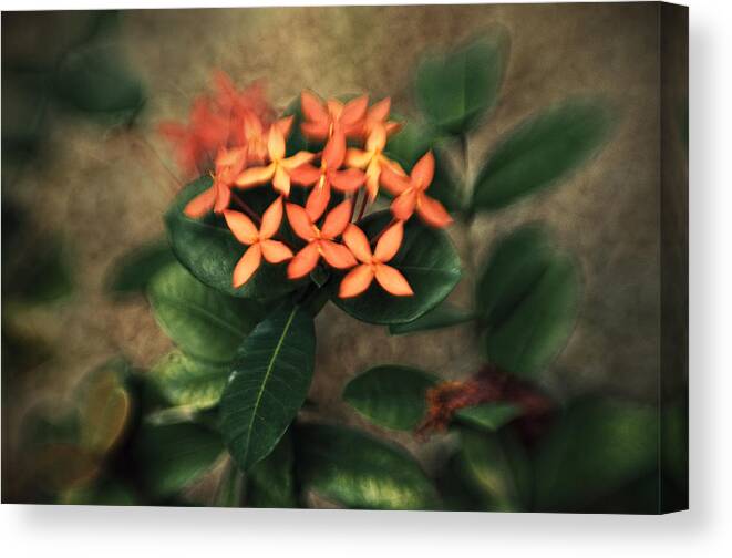 Flower Canvas Print featuring the photograph Untitled #6 by Celso Bressan