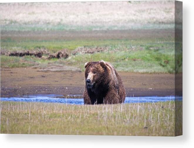 Grizzly Canvas Print featuring the photograph Bear in Hallo Bay in Katmai National Park Alaska #7 by Natasha Bishop