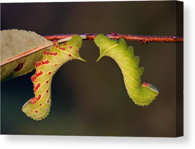 4th Instar Canvas Print featuring the photograph Blinded Sphinx Moth Larva #7 by Jeffrey Lepore