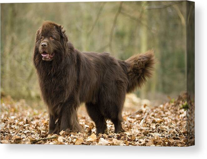 Newfoundland Canvas Print featuring the photograph Newfoundland Dog #7 by Jean-Michel Labat