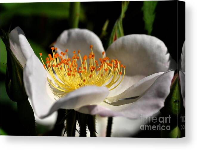 Rose Canvas Print featuring the photograph Rose #3 by Sylvie Leandre