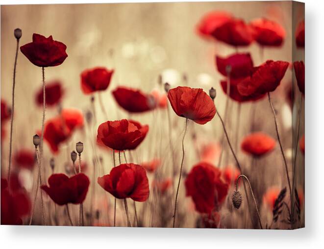 Poppy Canvas Print featuring the photograph Summer Poppy by Nailia Schwarz