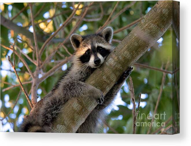 Raccoon Sign Metal Wall Art Hanging Home Decor Nocturnal Mammal Animal 