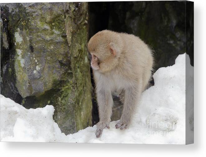 Japanese Macaque Canvas Print featuring the photograph Snow Monkey #8 by John Shaw