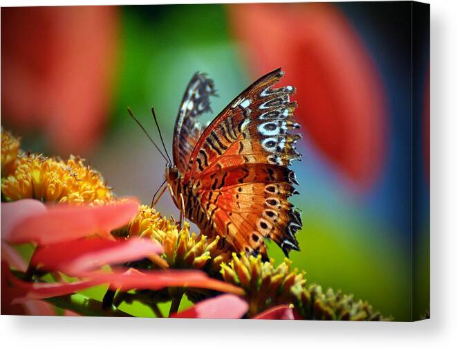 Butterfly Canvas Print featuring the photograph Butterfly #11 by Savannah Gibbs