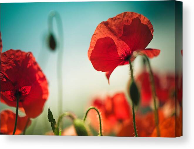 Poppy Canvas Print featuring the photograph Summer Poppy #9 by Nailia Schwarz