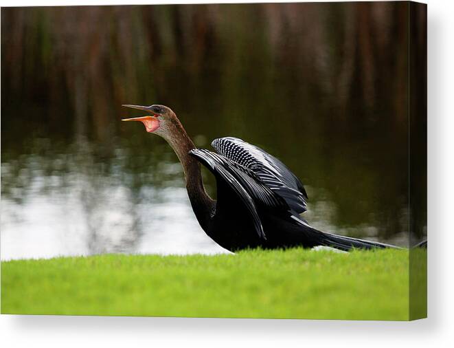 Animal Canvas Print featuring the photograph A Anhinga Calls Out Near A Swamp by Todd Korol
