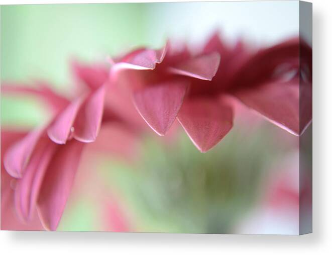 Flower Canvas Print featuring the photograph A Beautiful Whisper by Melanie Moraga