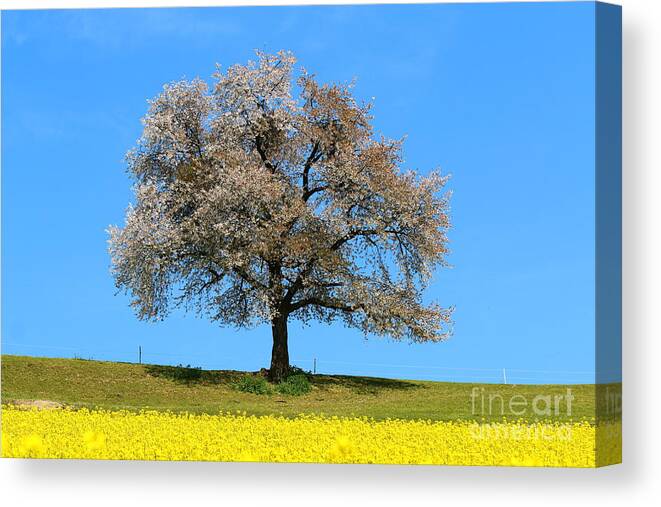  Agriculture Canvas Print featuring the photograph A blooming lone Tree in Spring with canolas in front 2 by Amanda Mohler