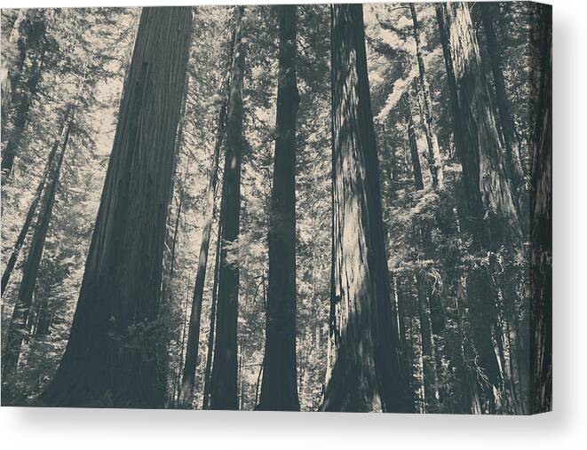 Humboldt Redwoods State Park Canvas Print featuring the photograph A Breath of Fresh Air by Laurie Search