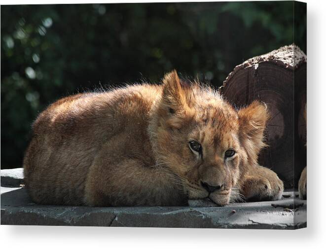 Lion Canvas Print featuring the photograph A Brief Naptime Pause by Theo OConnor