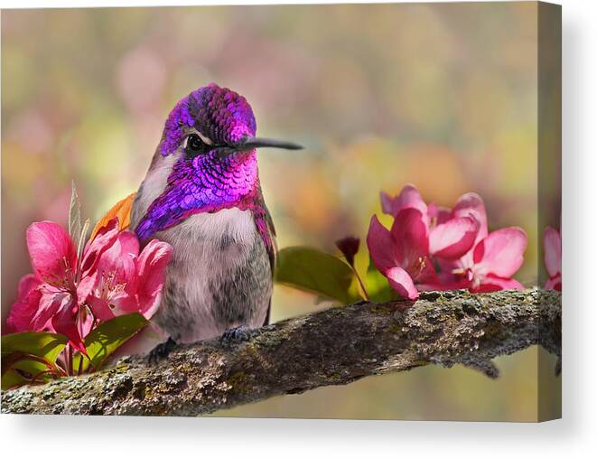 Hummingbird Canvas Print featuring the photograph A Brilliant Peace by Theo O'Connor and Leda Robertson