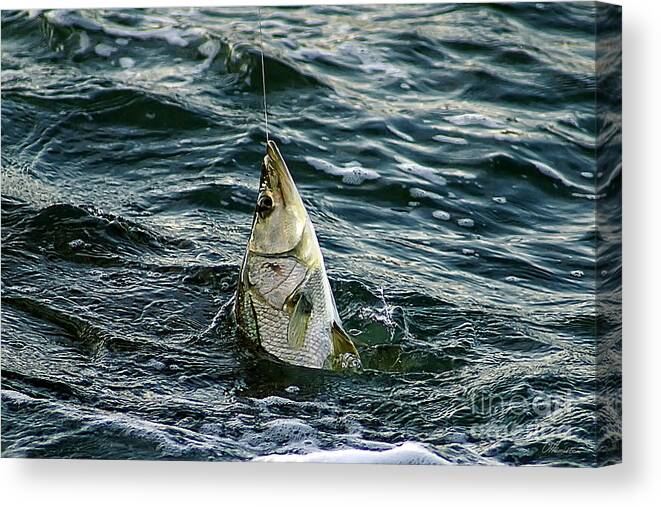 Fish Canvas Print featuring the photograph A Catch by Olga Hamilton