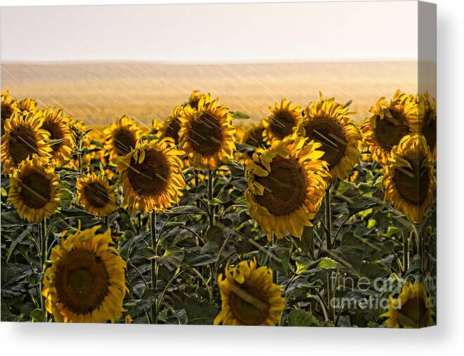Flowers Canvas Print featuring the photograph A Chance of Showers by Jim Garrison