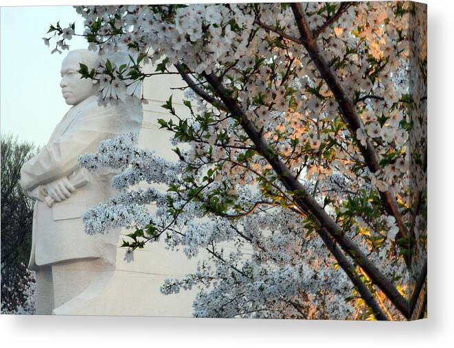 Martin Luther King Canvas Print featuring the photograph A Cherry Blossomed Martin Luther King by Cora Wandel
