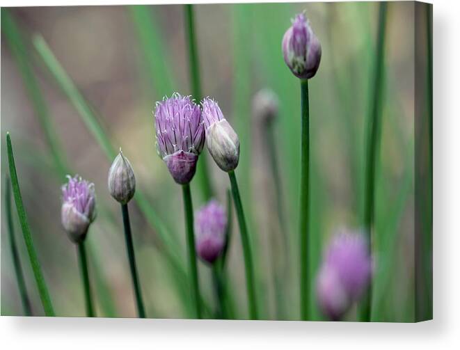 Chives Canvas Print featuring the photograph A Culinary Necessity by Debbie Oppermann