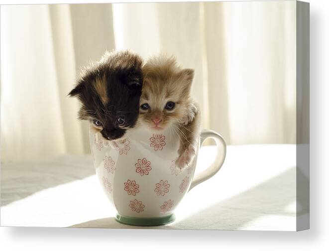 Cute Canvas Print featuring the photograph A cup of cuteness by Spikey Mouse Photography