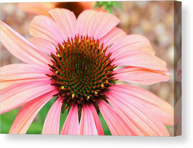 Daisy Canvas Print featuring the photograph A Daisy for You by Elizabeth Budd