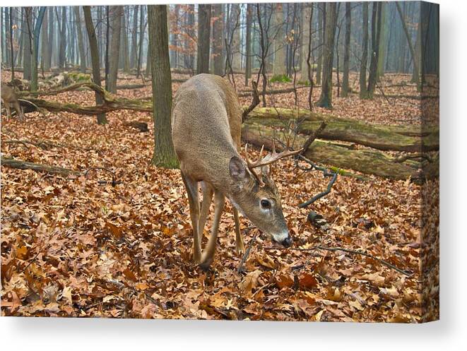 Animal Canvas Print featuring the photograph A Eight Point Buck 1261 by Michael Peychich