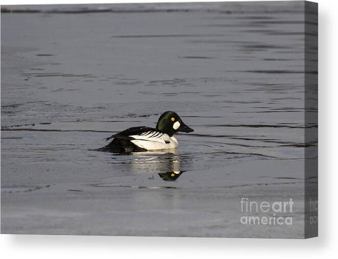 Common Goldeneye Drake Canvas Print featuring the photograph a Goldeneye by Dan Hefle