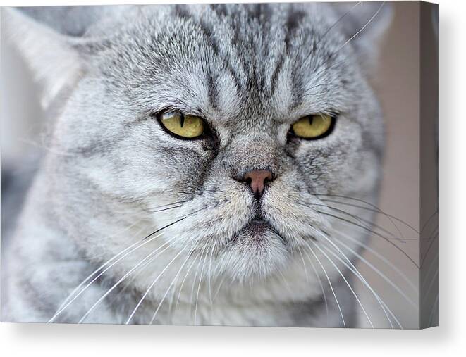 Pets Canvas Print featuring the photograph A Gray Domestic Cat Looking Serene by Fstop Images - Vladimir Godnik