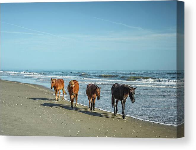 Beach Canvas Print featuring the photograph A Group Of Wild Spanish Mustangs by Rona Schwarz