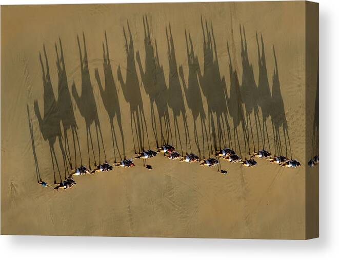 Camels Canvas Print featuring the photograph A Journey Of Shadows by Louise Wolbers