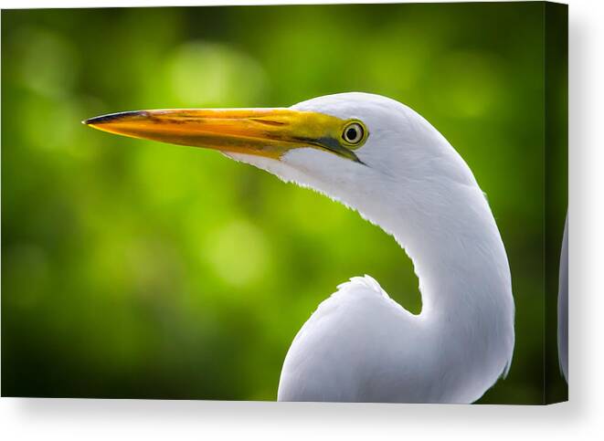 Alert Canvas Print featuring the photograph A Lighter version of a Snowy Egret by Andres Leon