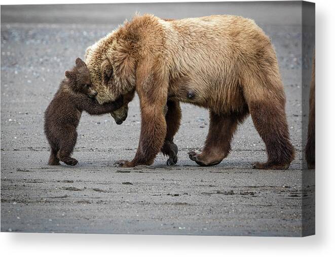 Alaska Canvas Print featuring the photograph A Little Bear Hug by Renee Doyle