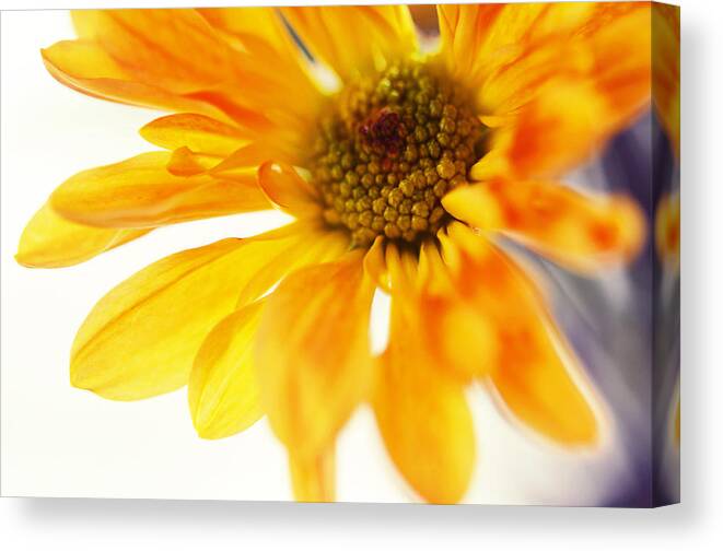 Chrysanthemum Canvas Print featuring the photograph A Little Bit Sun in the Cold Time by Jenny Rainbow