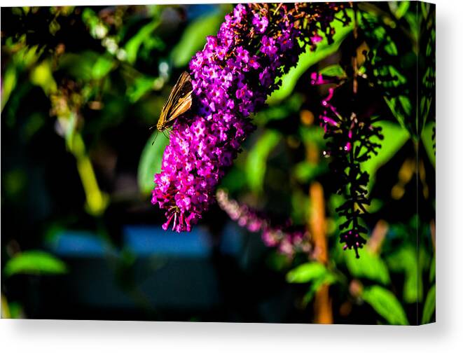 Butterfly Bush Canvas Print featuring the photograph A Little Breakfast by Mary Hahn Ward