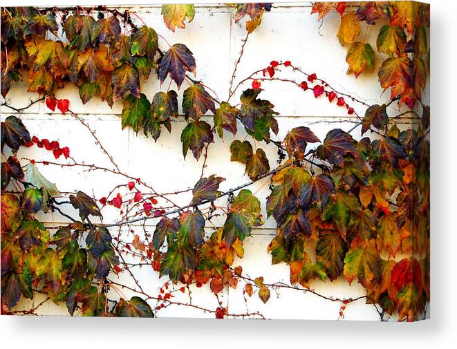 Leaves Canvas Print featuring the photograph A Little Like Life by Barbara J Blaisdell