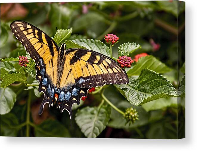 Animal Canvas Print featuring the photograph A Moments Rest by Penny Lisowski