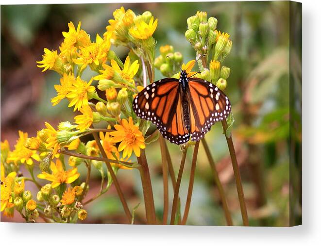 Monarch Canvas Print featuring the photograph A Monarch Butterfly by Robert McKinstry