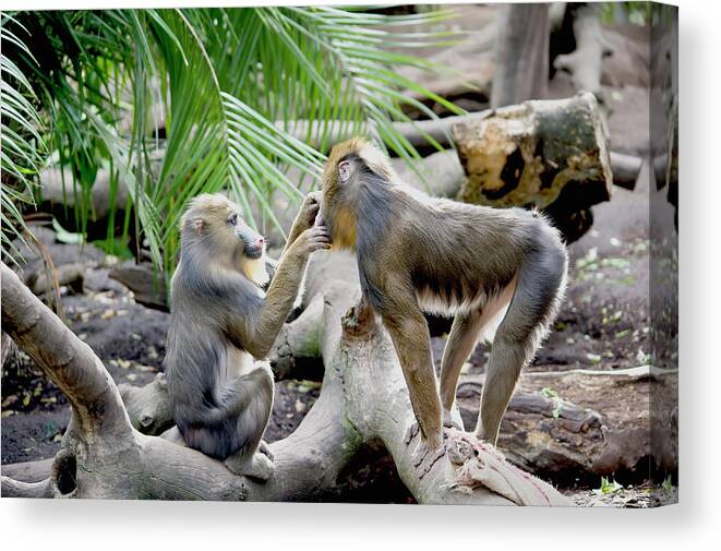 Care Canvas Print featuring the photograph A Monkey Grooming Another Monkey by Jim Julien / Design Pics
