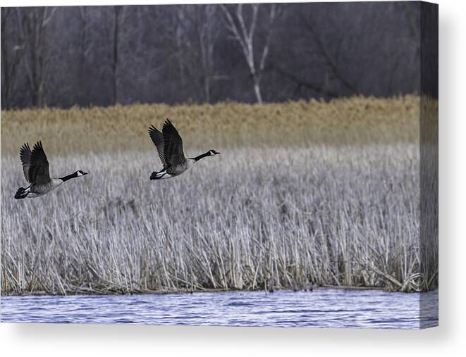 Pair Of Canada Geese Canvas Print featuring the photograph A Pair of Geese Leaving the Marsh by Thomas Young